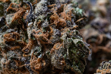 Cannabis Community