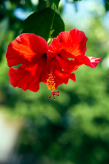 Fototapeta premium Little Red Flower