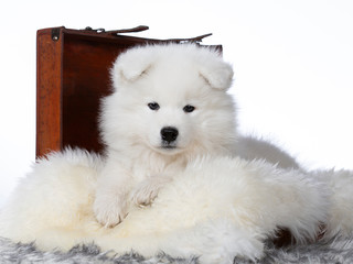 Cute Samoyed puppy dog in studio with white background. The dog is in wooden suitcase.