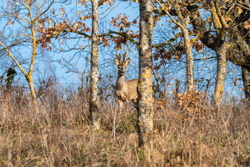 Capriolo (Capreolus capreolus) - Tagliacozzo Aq