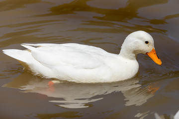 duck on water