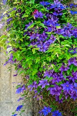 Clematis on wall