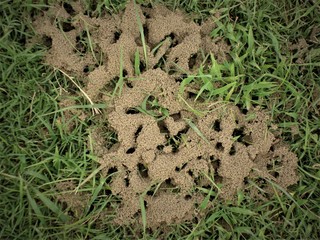 Closeup of newly build ant colony by group of ants for nesting underground in a local park, India