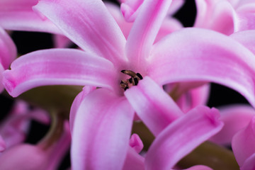 Obraz na płótnie Canvas pink hyacinth flower shot macro on a black background