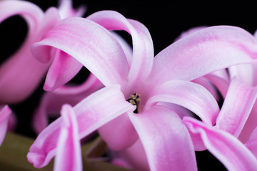 pink hyacinth flower taken close up on a black background
