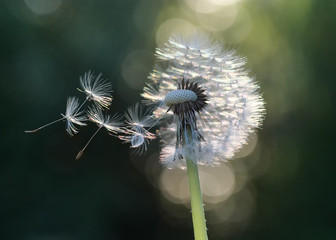 Eine Pusteblume im Gegenlicht mit fliegenden Samen, Taraxacum