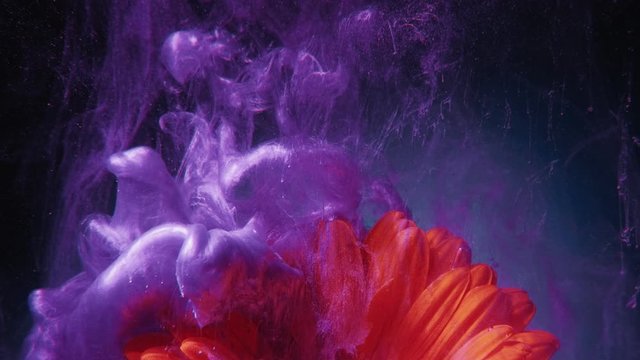Ink flower in water. Fantasy explosion. Grape compote purple paint shot on lush lava orange daisy.