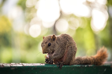 Brown squirrel eating peanut on table