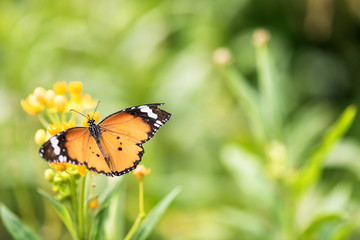 Fototapeta na wymiar orange butterfly on flower by top view