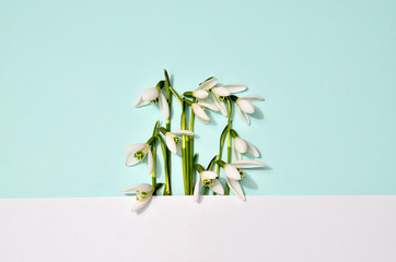 Creative layout made with snowdrop flowers on bright blue background. Flat lay. Spring minimal concept.
