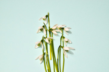Creative layout made with snowdrop flowers on bright blue background. Flat lay. Spring minimal...