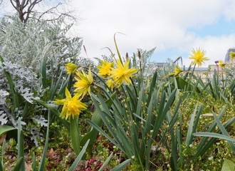 Narcissus 'Rip Van Winkle' | Narcisses 'Rip Van Winkle' bas à fleurs ébouriffées, naines,...