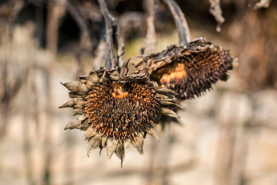 Dead sunflower discount
