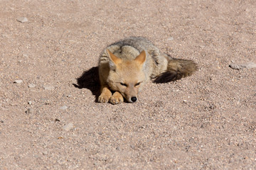 A wild fox in the desert