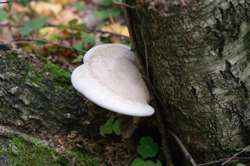 Fototapeta premium Not edible mushrooms in the wood