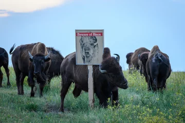 Fototapeten Beware of Bison Sign Shares an Ironic Message © kellyvandellen