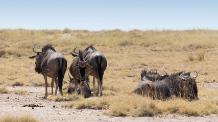 Fototapeta na wymiar A small group of buffalo