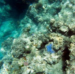 Fototapeta na wymiar Picture of the coral reef