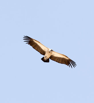 A photo of a flying vulture bird