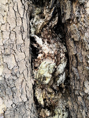 Bark texture background pattern crack old brown for design