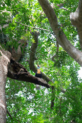 Fototapeta premium A hornbill bird on a tree in park