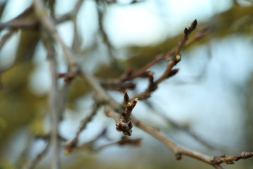 flower bud