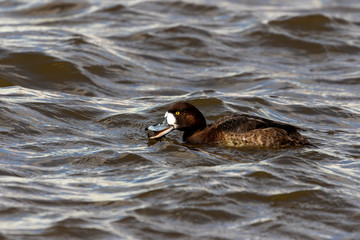 The greater scaup swimming on the lake Michigan.