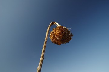 Vertrocknete Sonnenblume