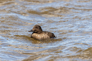 White-winged scoter is large sea duck.Narural scene from Wisconsin.