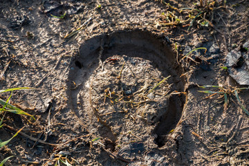 Footprint of a horseshoe on wet soft and muddy ground