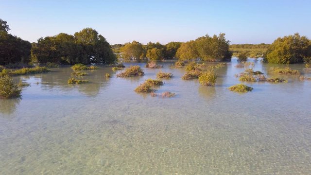 Mangrove forest in the seaside of Jubail island in Abu Dhabi, UAE