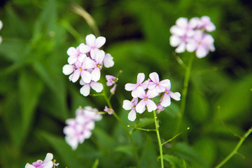 Little Pink Flowers