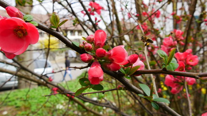 red flowers in the garden