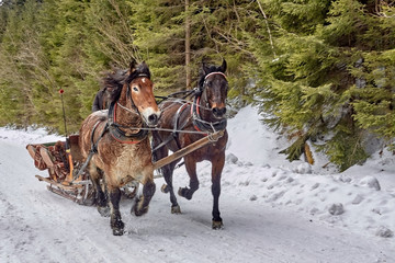 Motion blur - sweating horses dragging sleigh on the road from Morskie Oko lake in Tatra Mountains.