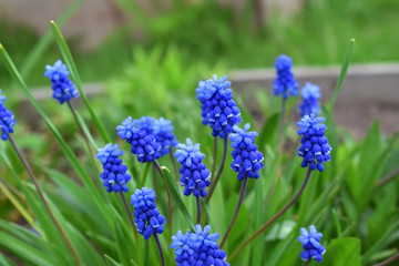 Blue muscari flowers or mouse hyacinth on the flower bed in the garden in spring