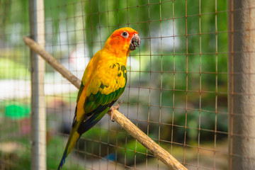 Thailand, Birdcage, Cage, Bird, Feather