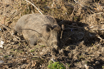 Outdoor boars in the river