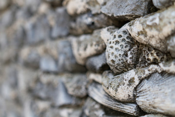 Coral wall