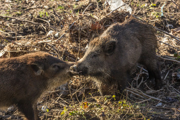 Outdoor boars in the river