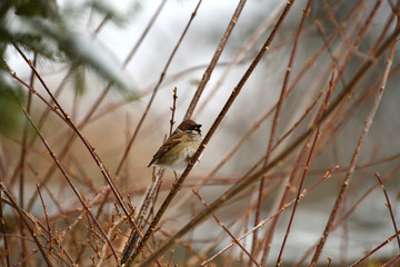 Portrait of Eurasian tree sparrow sitting on the branch tree