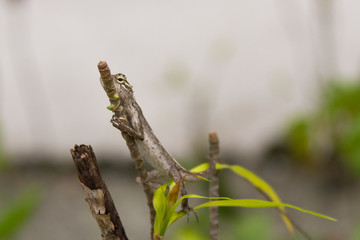 Lizard