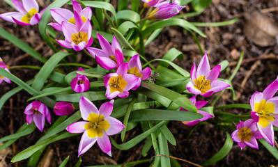 Pierwsze oznaki wiosny. Fioletowe kwiaty w parku. Nowe zycie. Zielen w rozkwicie.  - obrazy, fototapety, plakaty