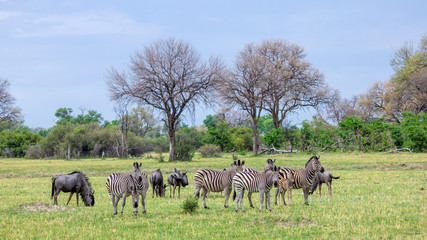 Zebras
