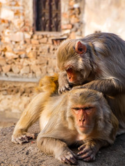 Jaipur monkeys