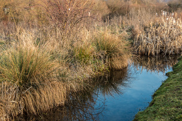 Marshland with smelling brackish water and a lot of reeds