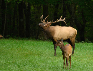 Bull Elk Sniffs The Air