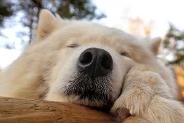 Siberian Samoyed dog with closed eyes. A friendly breed of pets with a fluffy white fur sleeping on a wooden support.