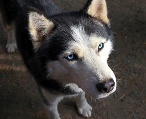 Siberian husky dog close-up. Portrait of a friendly breed of pets with an expressive and attentive look of a blue eyes.