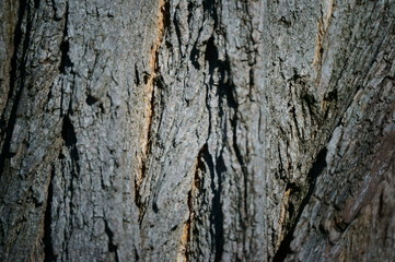 tree bark texture
