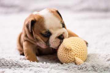 Small, little english bulldog puppy, baby, newborn